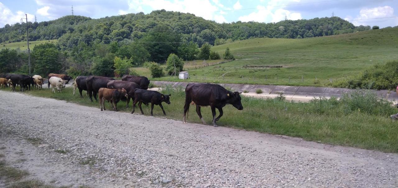 La Livada Villa Valea Danului Buitenkant foto